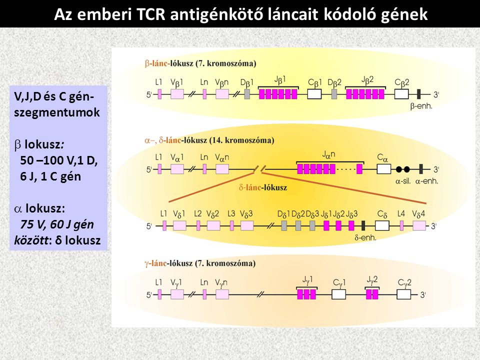Az emberi TCR antigénkötő láncait kódoló gének