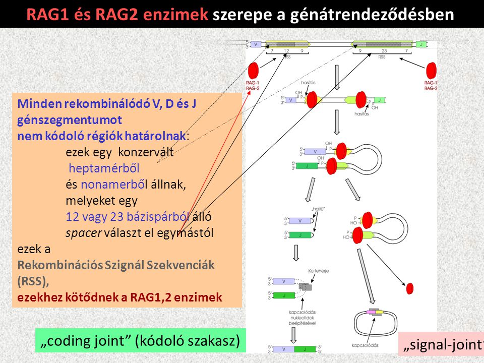 RAG1 és RAG2 enzimek szerepe a génátrendeződésben