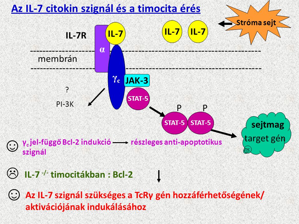 ☺ ☺  Az IL-7 citokin szignál és a timocita érés IL-7 IL-7 IL-7 α