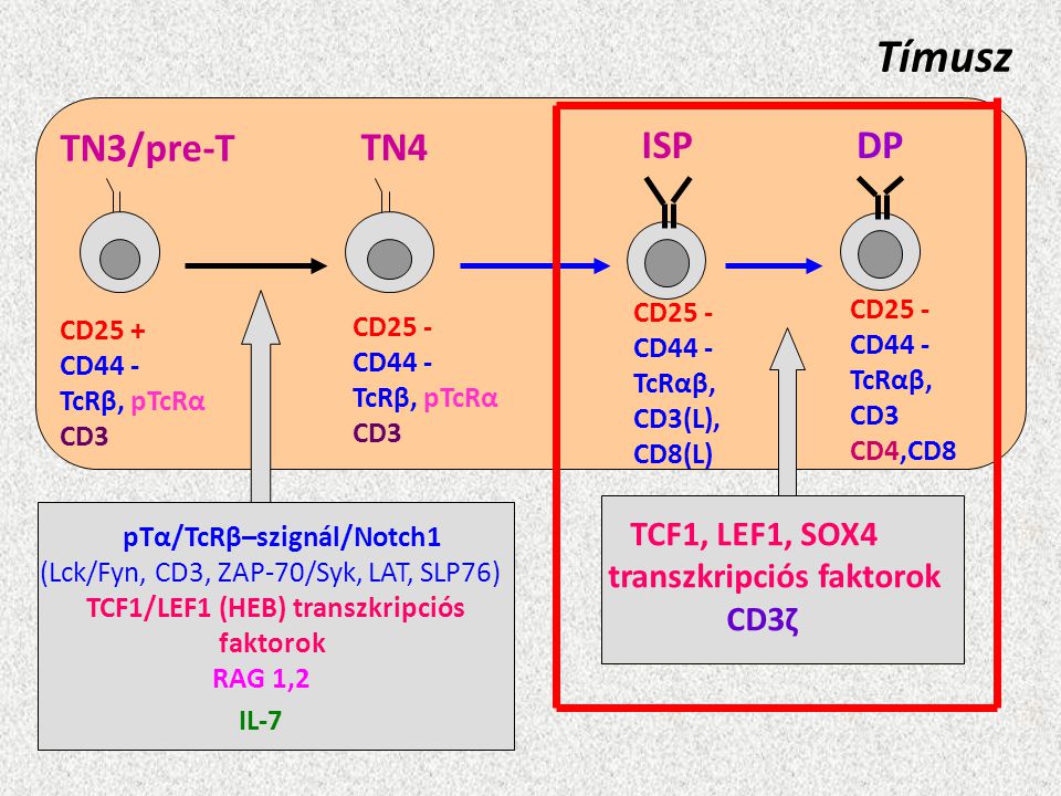 Tímusz TN3/pre-T TN4 ISP DP transzkripciós faktorok CD3ζ CD25 - CD44 -
