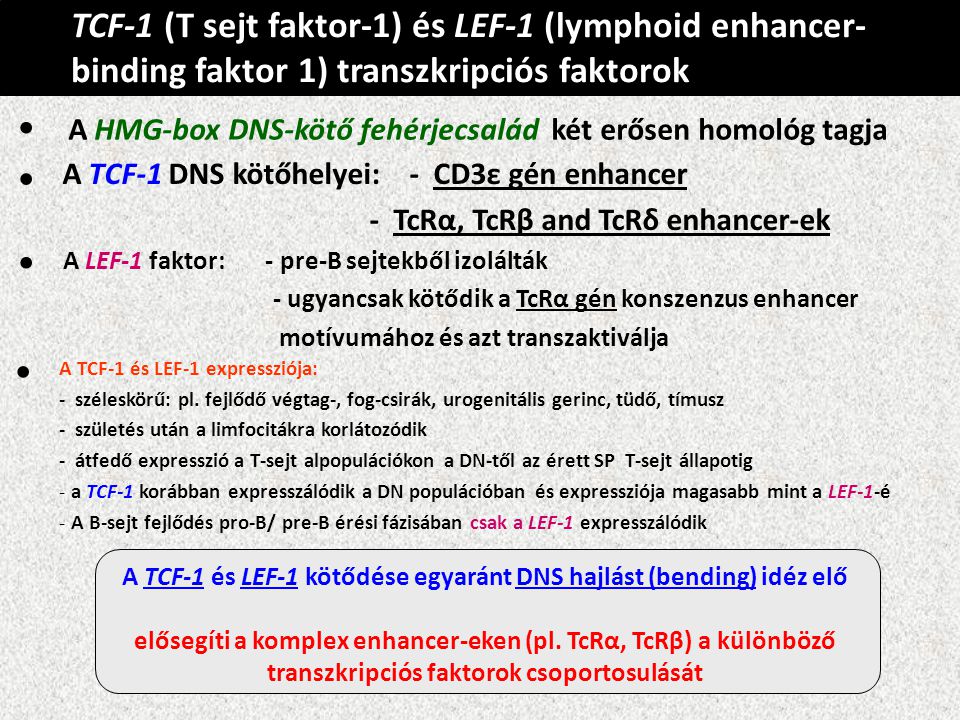 TCF-1 (T sejt faktor-1) és LEF-1 (lymphoid enhancer-binding faktor 1) transzkripciós faktorok