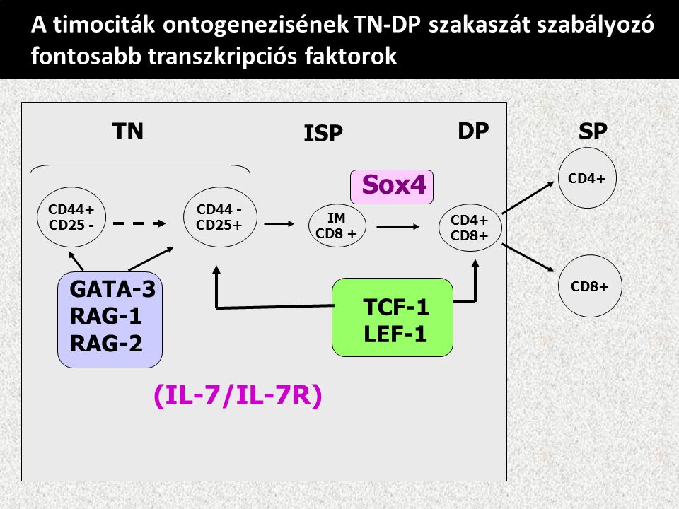 A timociták ontogenezisének TN-DP szakaszát szabályozó