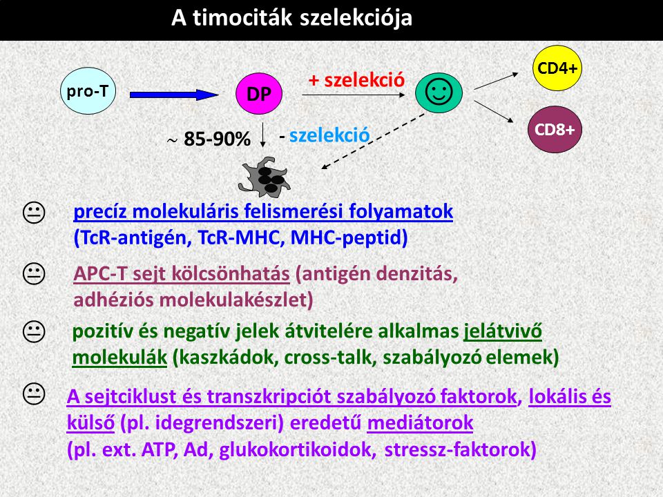 ☺     A timociták szelekciója + szelekció DP