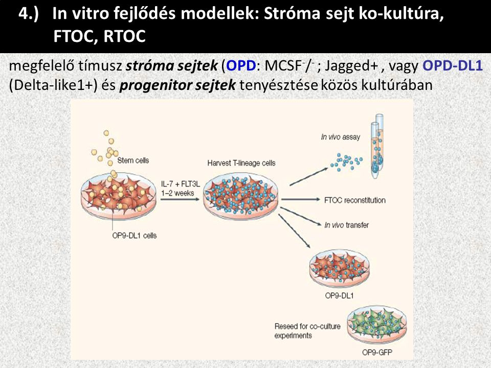 4.) In vitro fejlődés modellek: Stróma sejt ko-kultúra, FTOC, RTOC