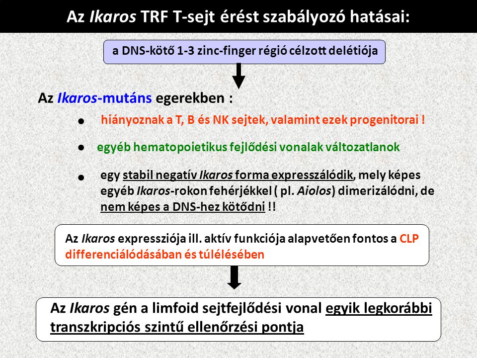 • • • Az Ikaros TRF T-sejt érést szabályozó hatásai: