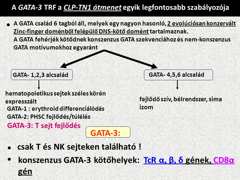 • • • GATA-3: csak T és NK sejteken található !