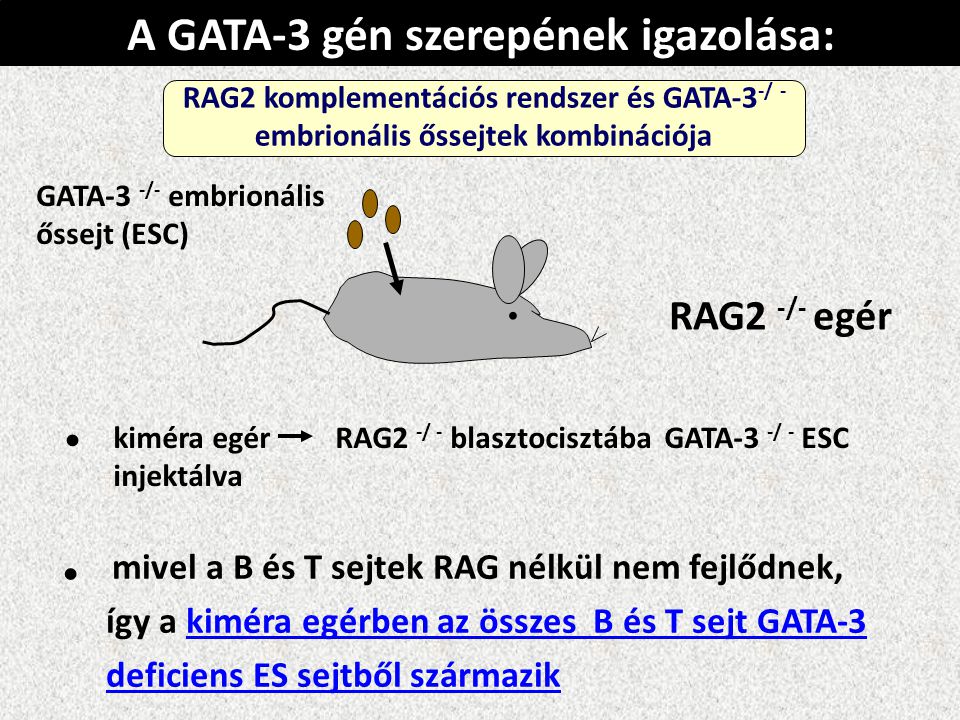A GATA-3 gén szerepének igazolása: