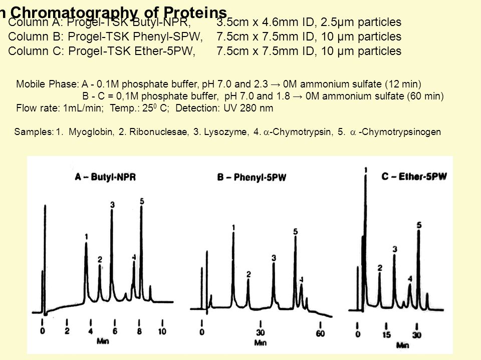 Hydrophobic Interaction Chromatography of Proteins