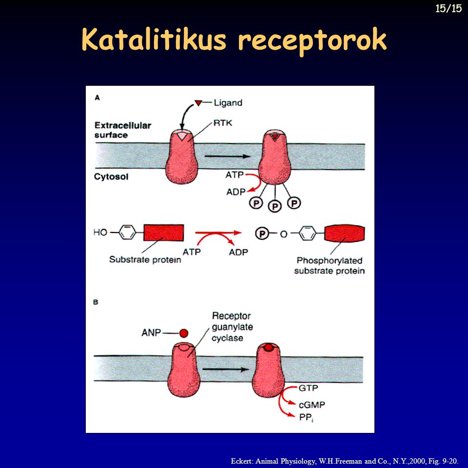 Katalitikus receptorok