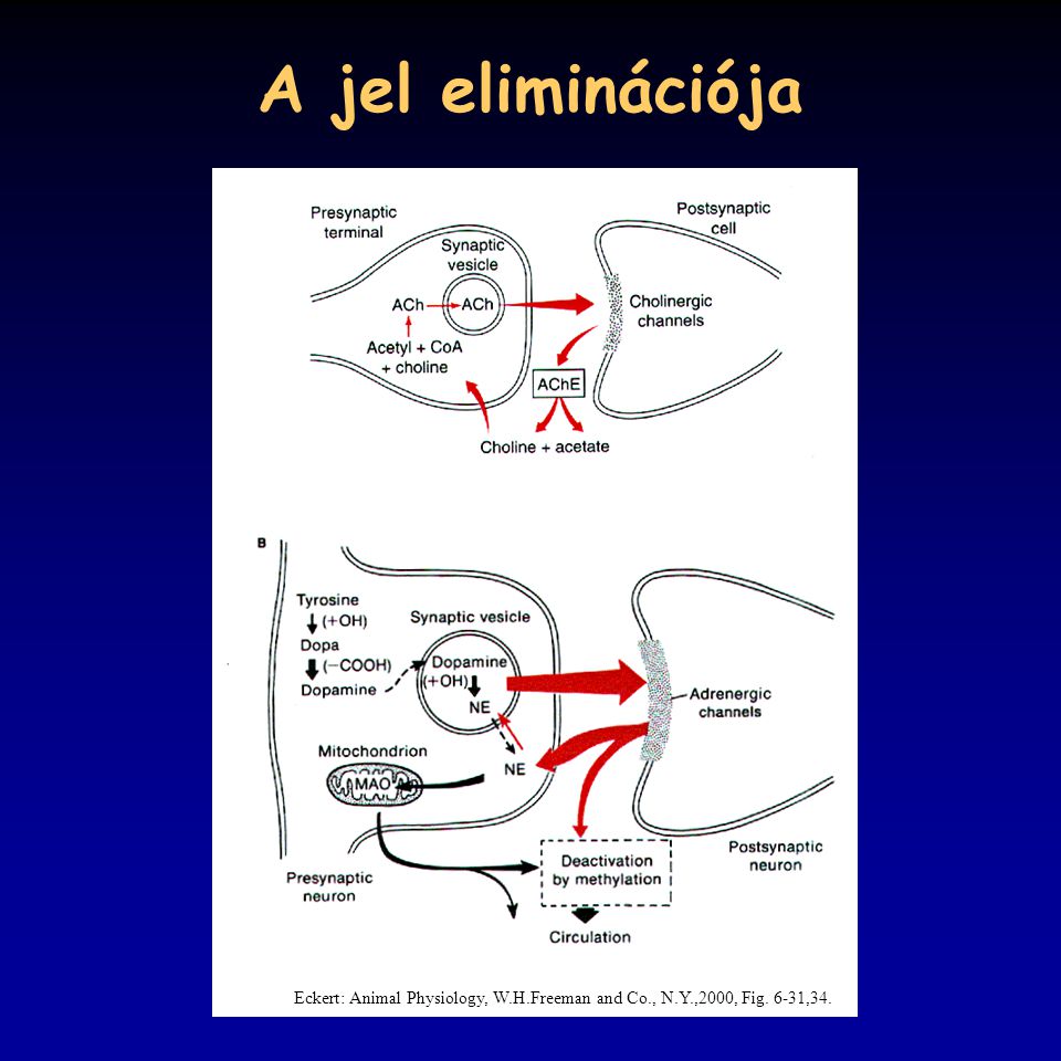 A jel eliminációja Eckert: Animal Physiology, W.H.Freeman and Co., N.Y.,2000, Fig. 6-31,34.
