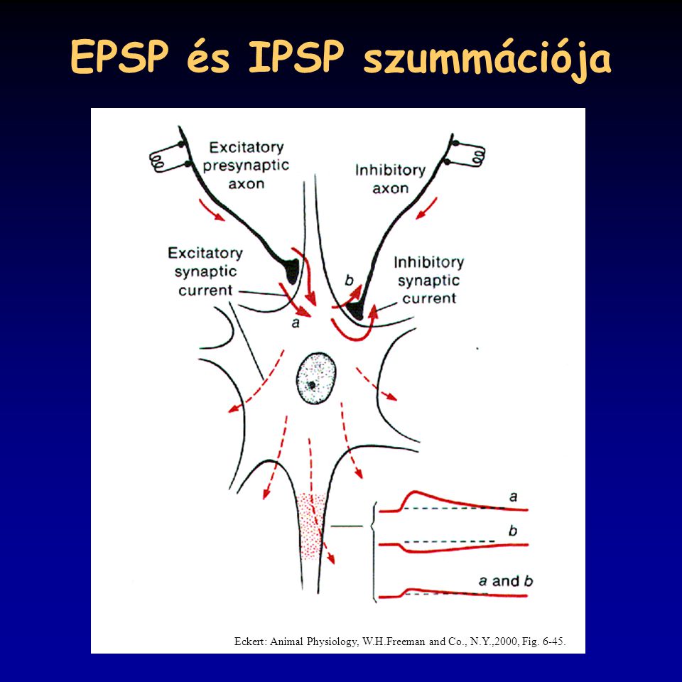 EPSP és IPSP szummációja