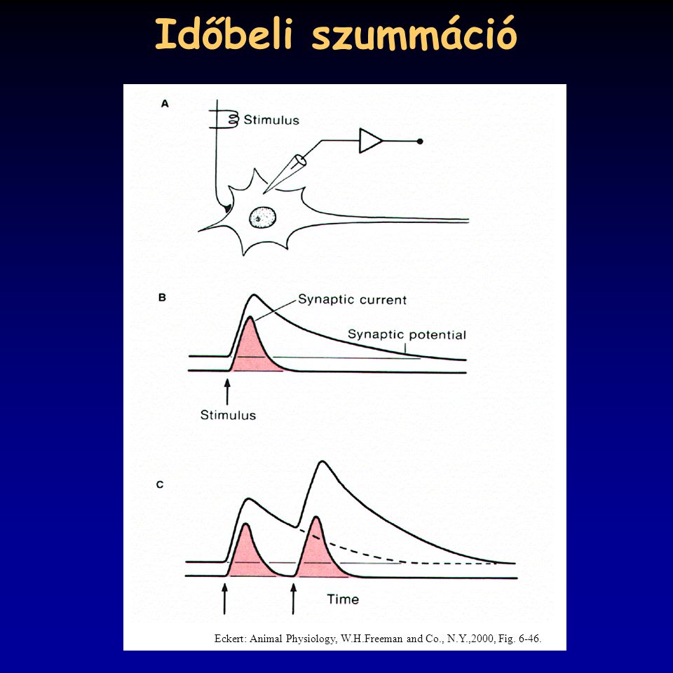 Időbeli szummáció Eckert: Animal Physiology, W.H.Freeman and Co., N.Y.,2000, Fig