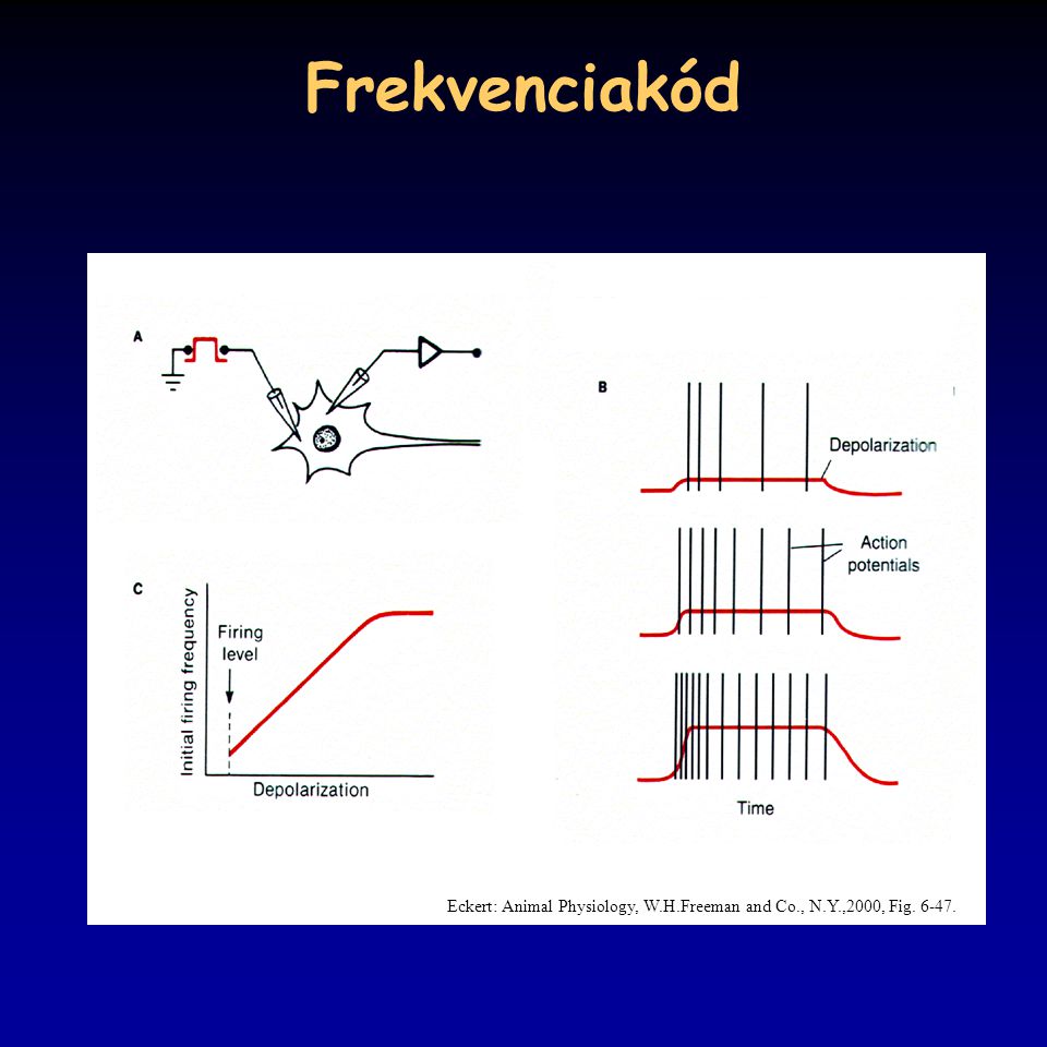 Frekvenciakód Eckert: Animal Physiology, W.H.Freeman and Co., N.Y.,2000, Fig