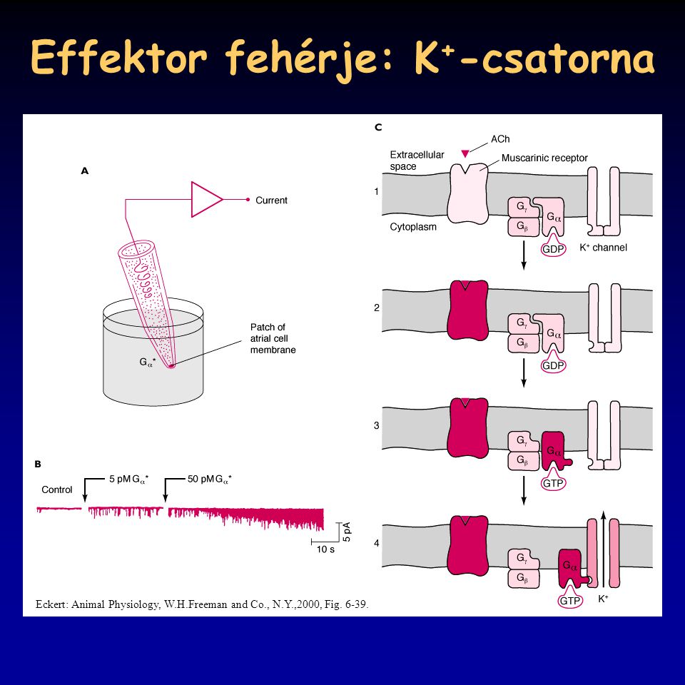 Effektor fehérje: K+-csatorna