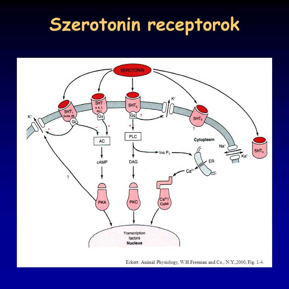 Szerotonin receptorok