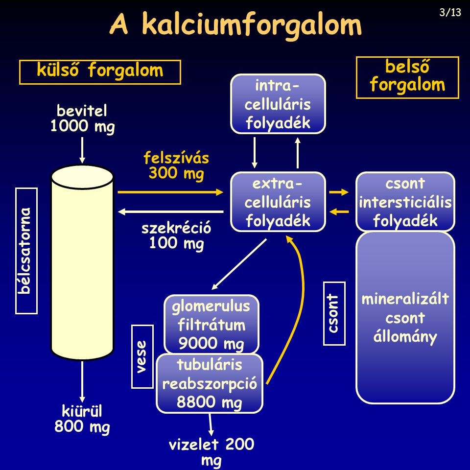 A kalciumforgalom belső külső forgalom forgalom intra- celluláris