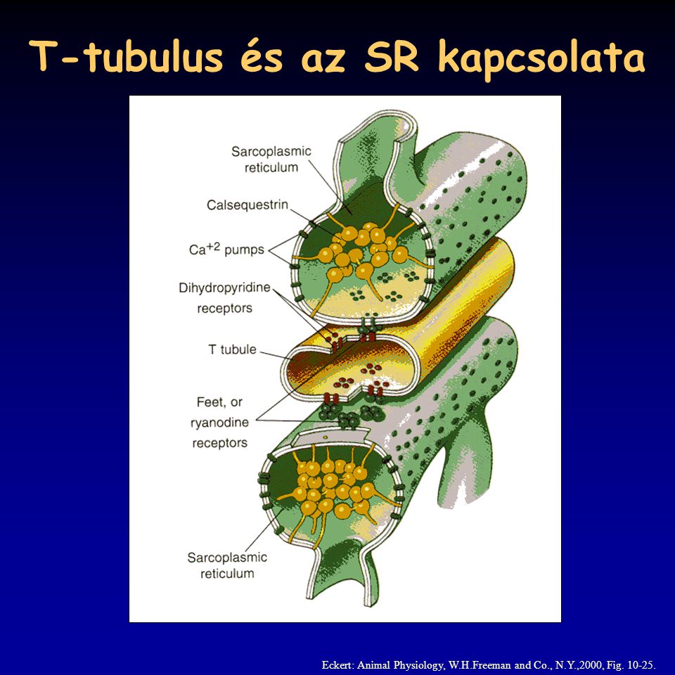 T-tubulus és az SR kapcsolata