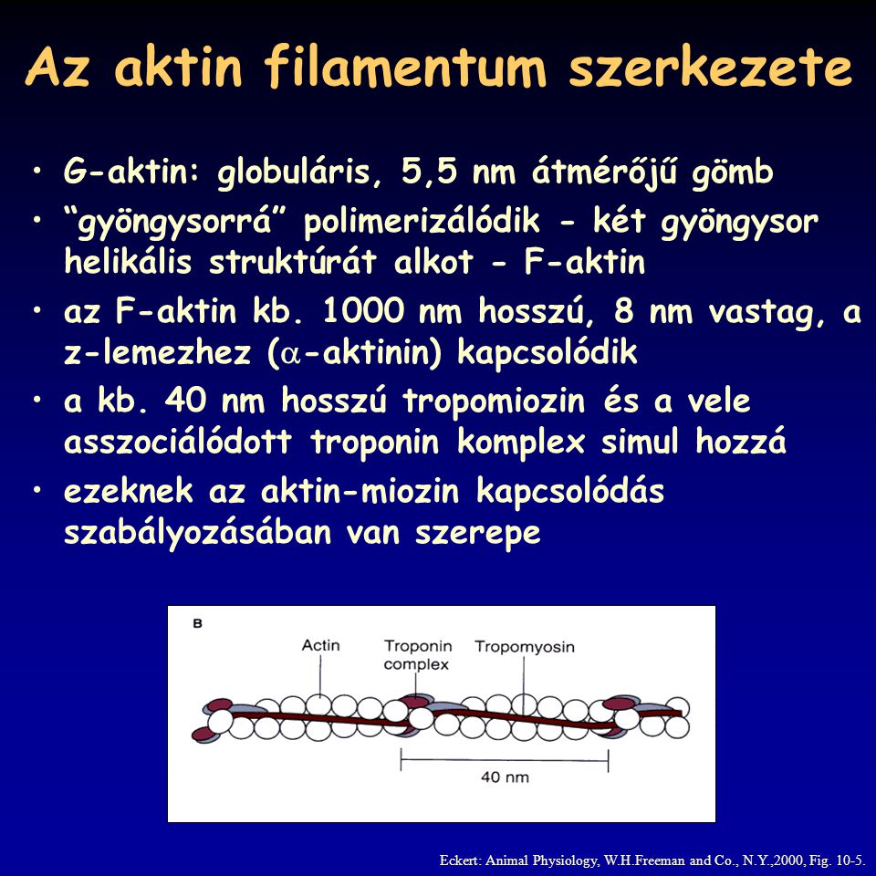 Az aktin filamentum szerkezete