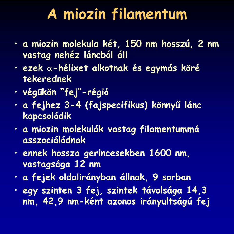 A miozin filamentum a miozin molekula két, 150 nm hosszú, 2 nm vastag nehéz láncból áll. ezek -hélixet alkotnak és egymás köré tekerednek.