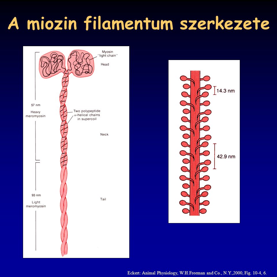 A miozin filamentum szerkezete