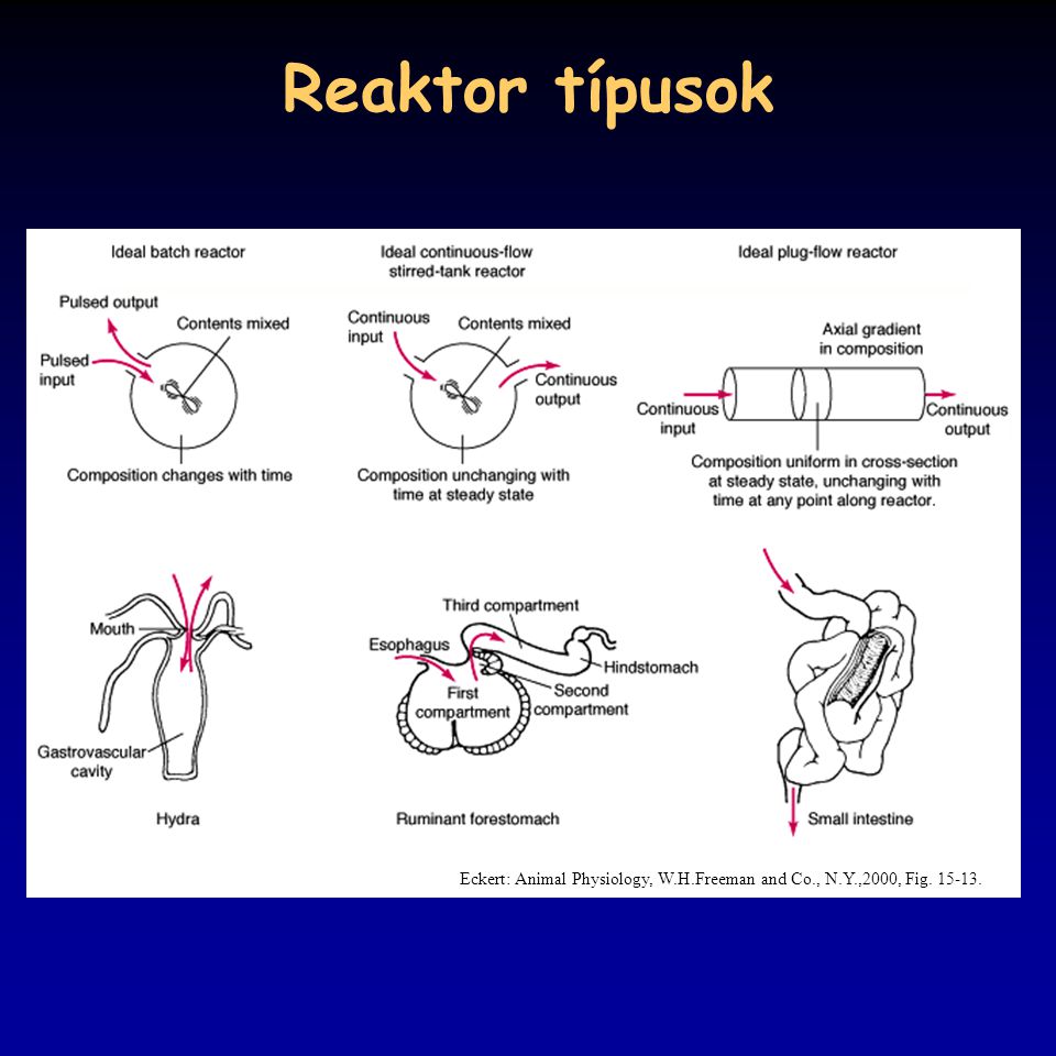 Reaktor típusok Eckert: Animal Physiology, W.H.Freeman and Co., N.Y.,2000, Fig