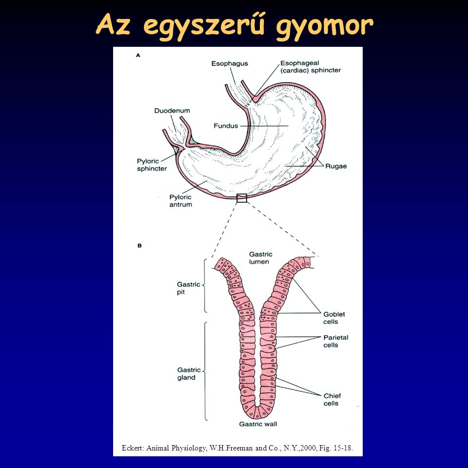Az egyszerű gyomor Eckert: Animal Physiology, W.H.Freeman and Co., N.Y.,2000, Fig