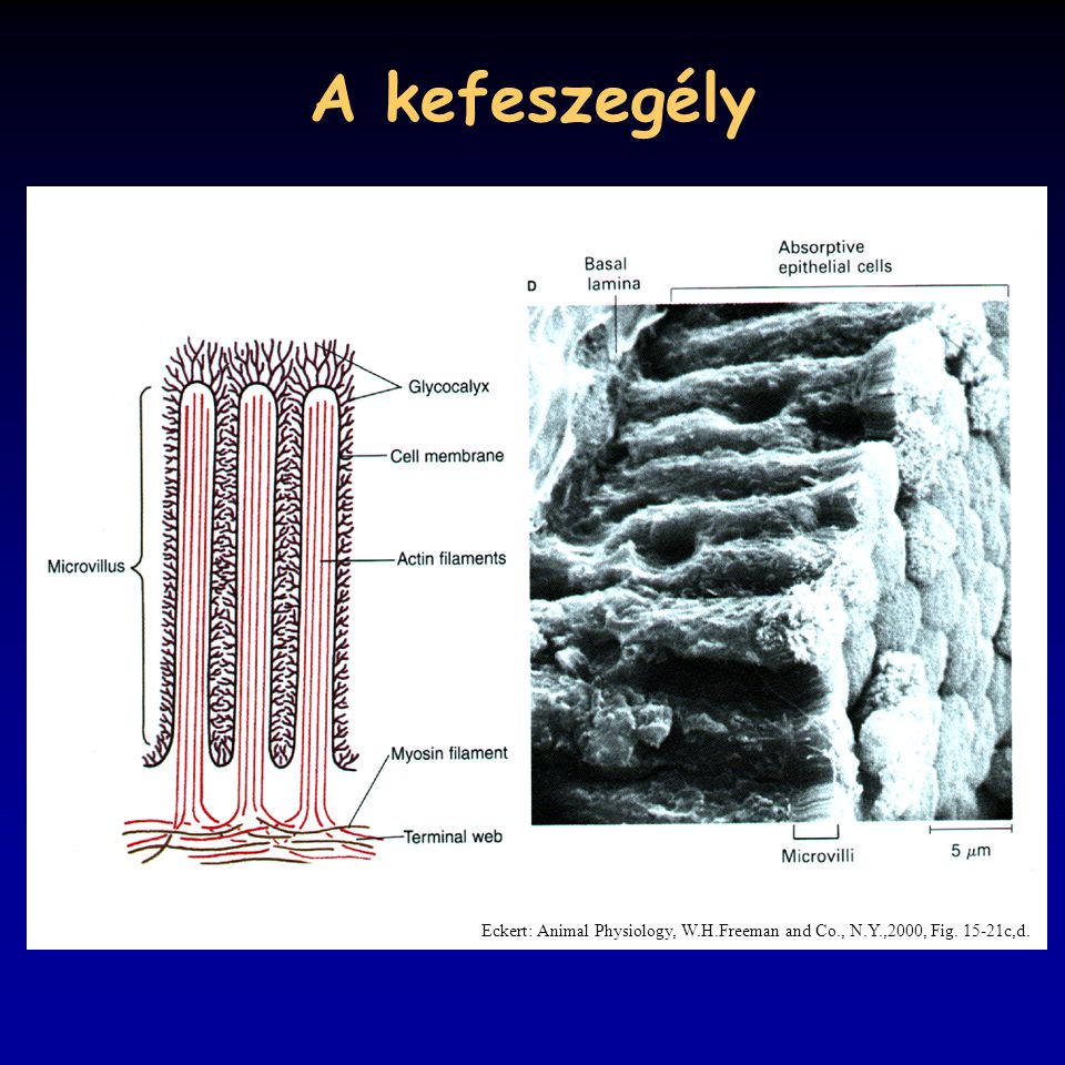 A kefeszegély Eckert: Animal Physiology, W.H.Freeman and Co., N.Y.,2000, Fig c,d.