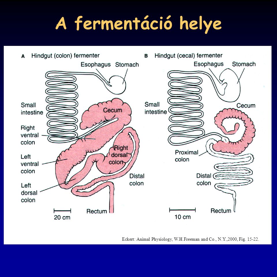 A fermentáció helye Eckert: Animal Physiology, W.H.Freeman and Co., N.Y.,2000, Fig
