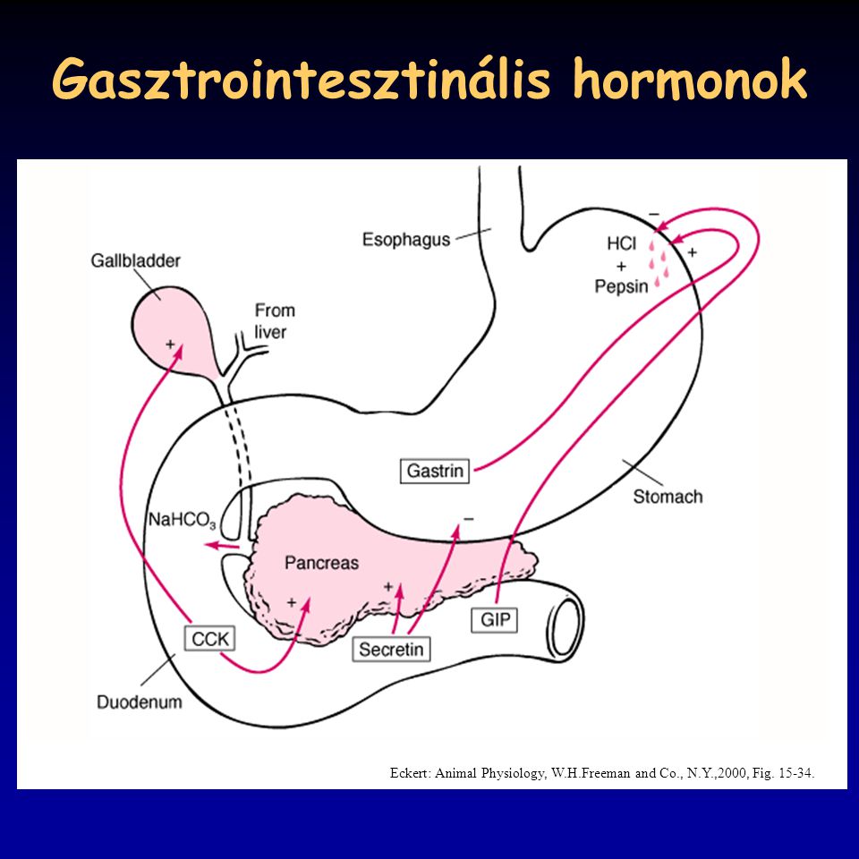Gasztrointesztinális hormonok