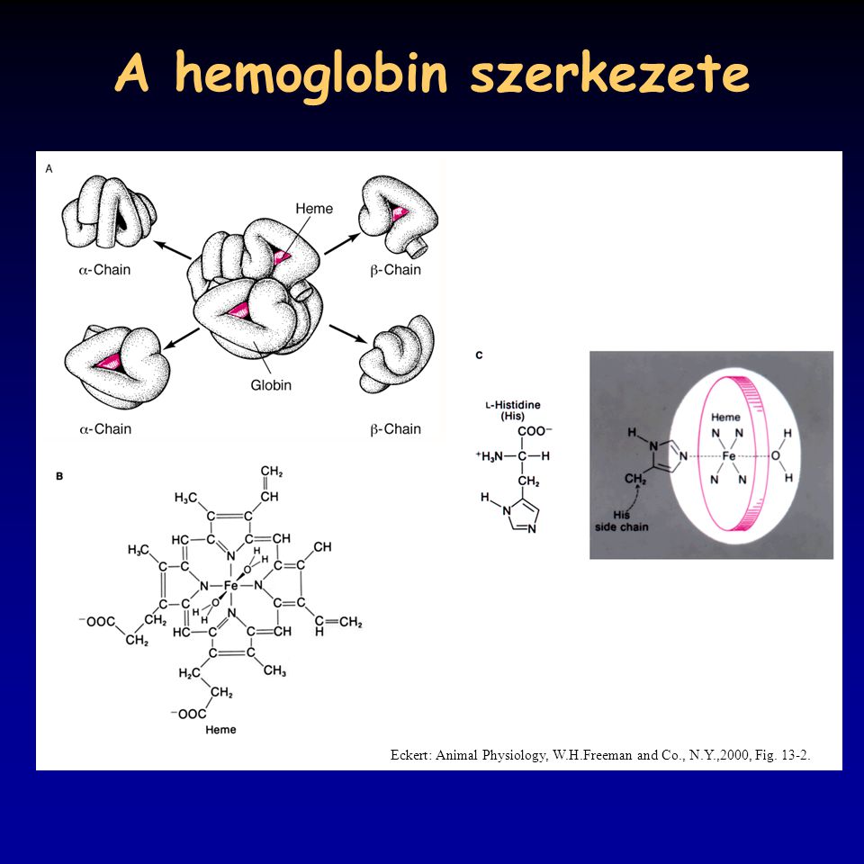 A hemoglobin szerkezete