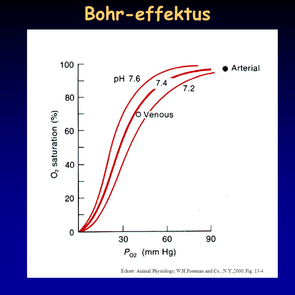 Bohr-effektus Eckert: Animal Physiology, W.H.Freeman and Co., N.Y.,2000, Fig
