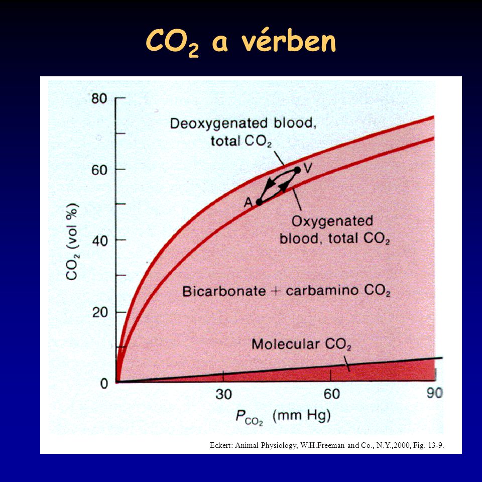 CO2 a vérben Eckert: Animal Physiology, W.H.Freeman and Co., N.Y.,2000, Fig