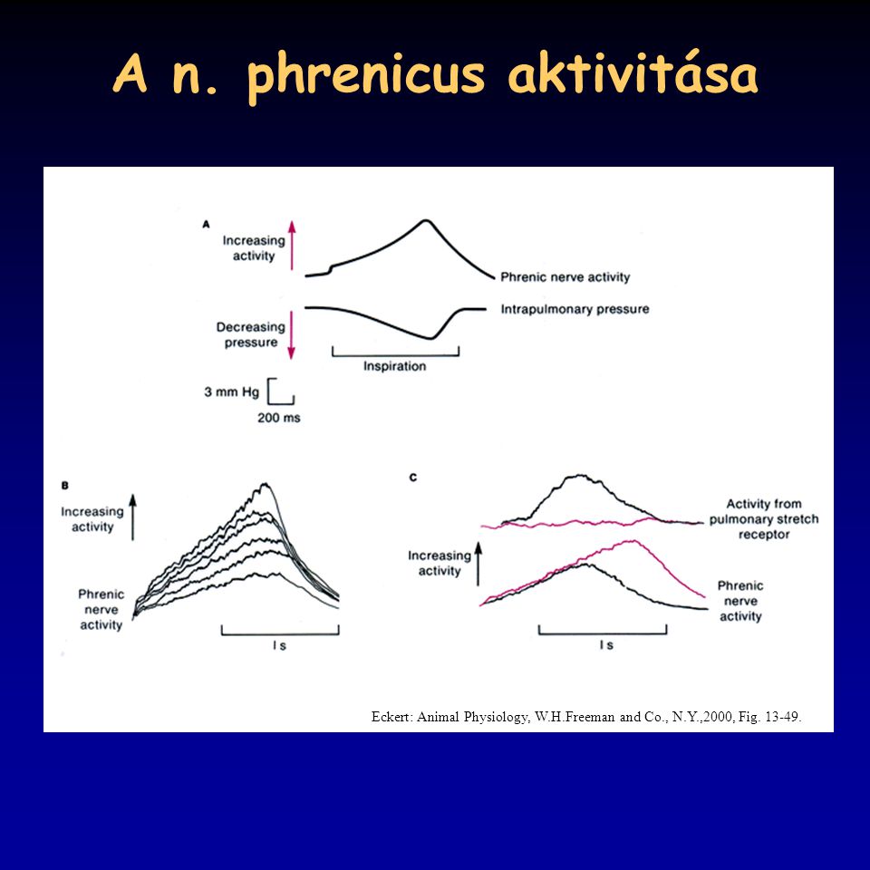 A n. phrenicus aktivitása