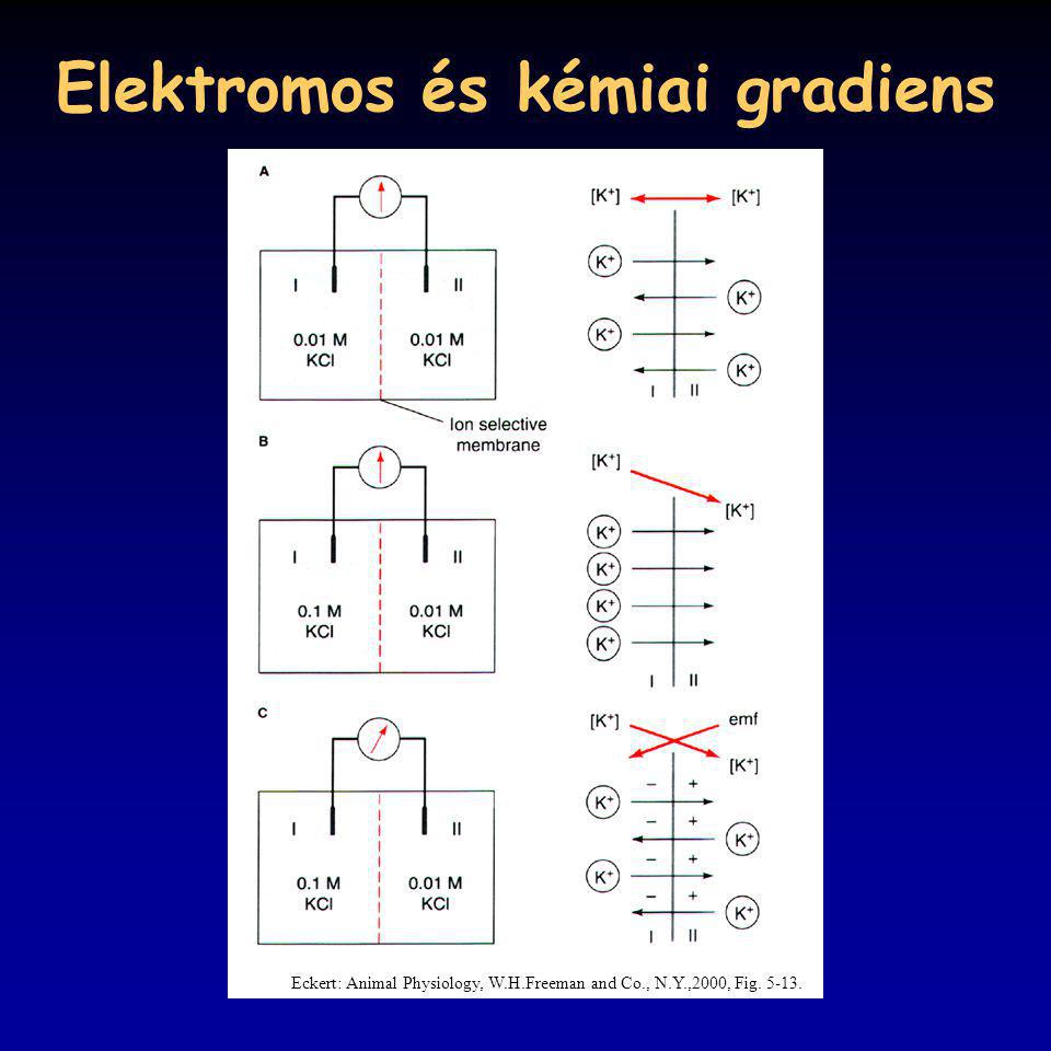 Elektromos és kémiai gradiens
