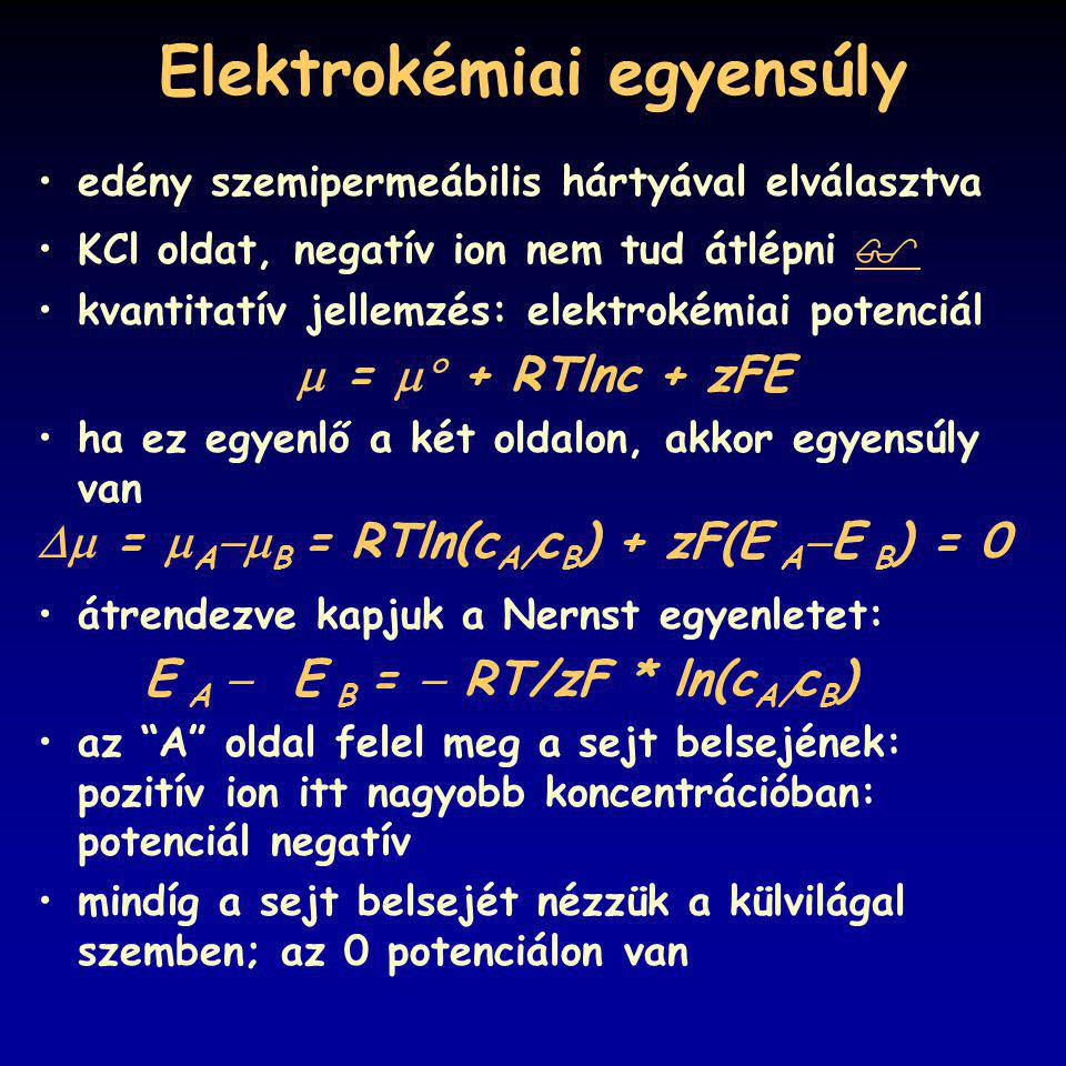 Elektrokémiai egyensúly