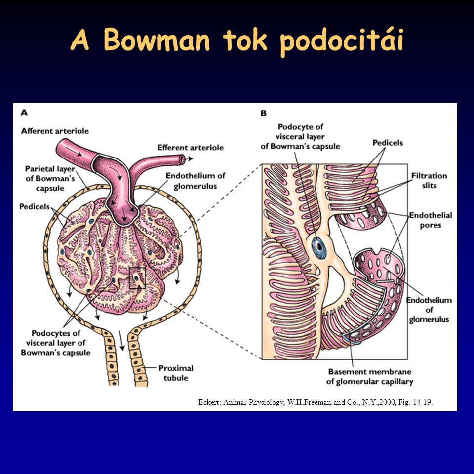 A Bowman tok podocitái Eckert: Animal Physiology, W.H.Freeman and Co., N.Y.,2000, Fig