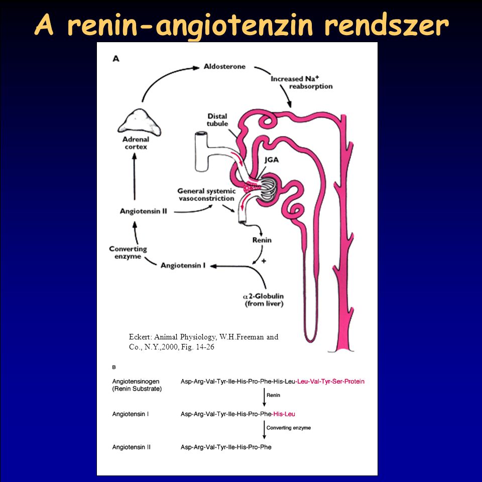 A renin-angiotenzin rendszer