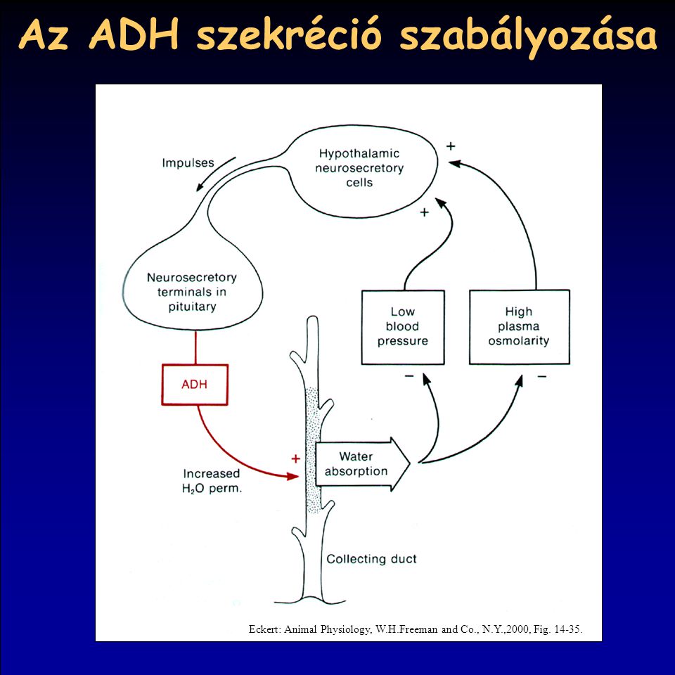 Az ADH szekréció szabályozása