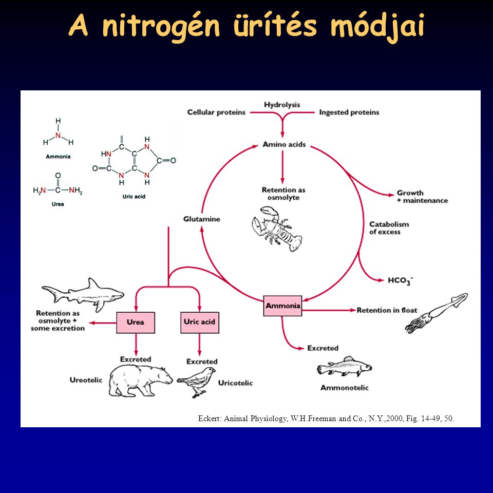 A nitrogén ürítés módjai