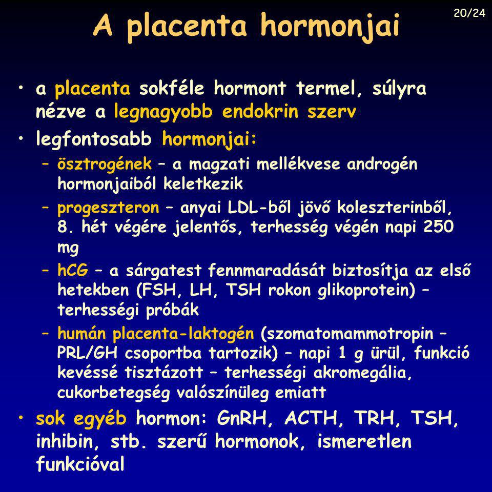 A placenta hormonjai 20/24. a placenta sokféle hormont termel, súlyra nézve a legnagyobb endokrin szerv.