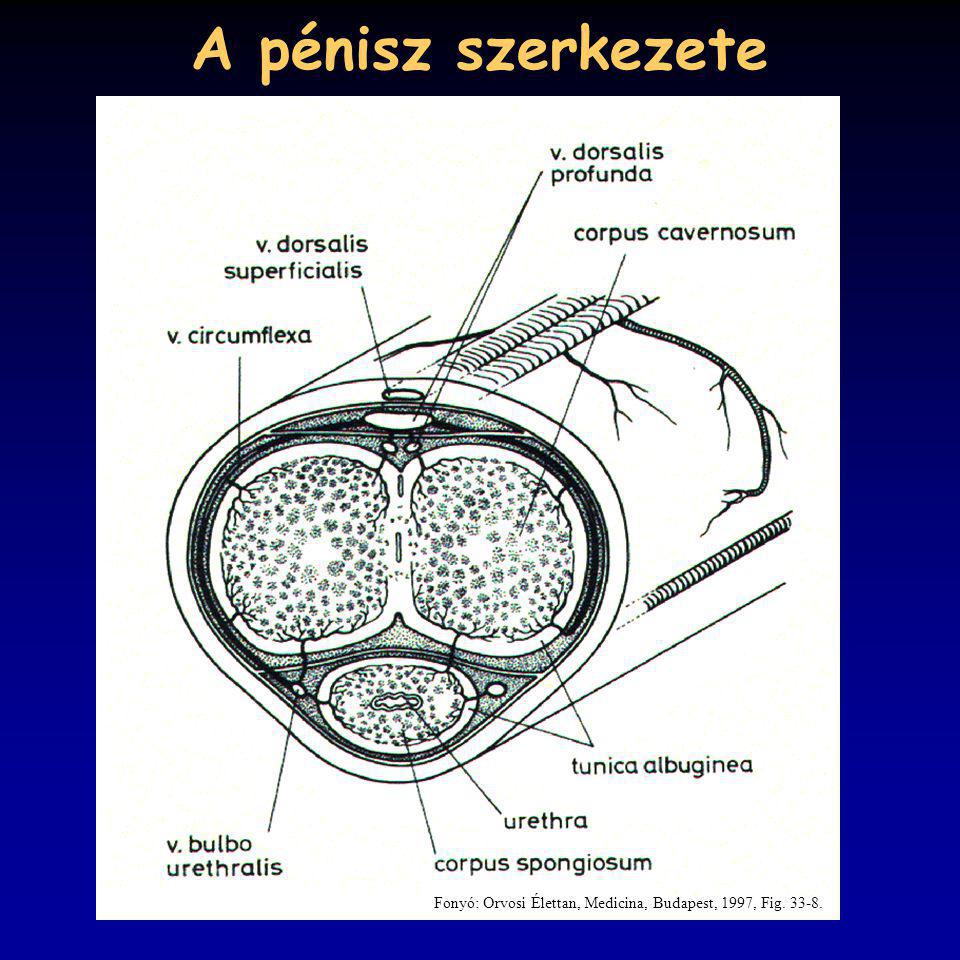 A pénisz szerkezete Fonyó: Orvosi Élettan, Medicina, Budapest, 1997, Fig