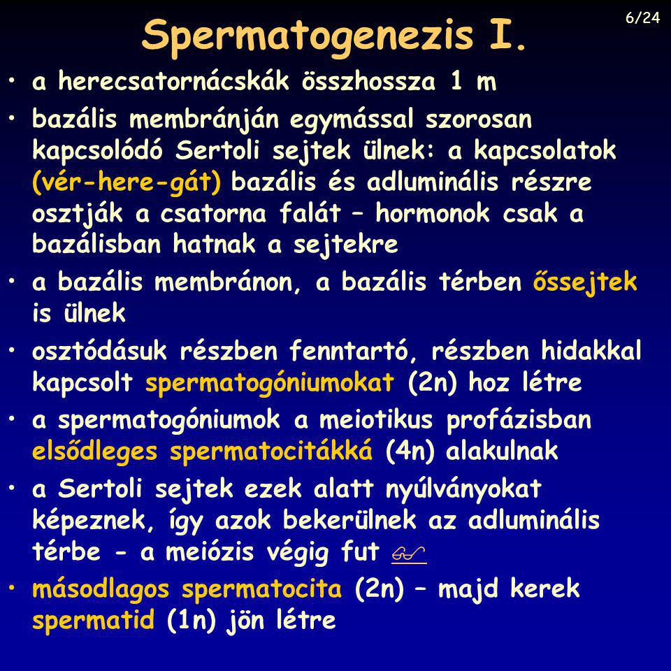Spermatogenezis I. a herecsatornácskák összhossza 1 m