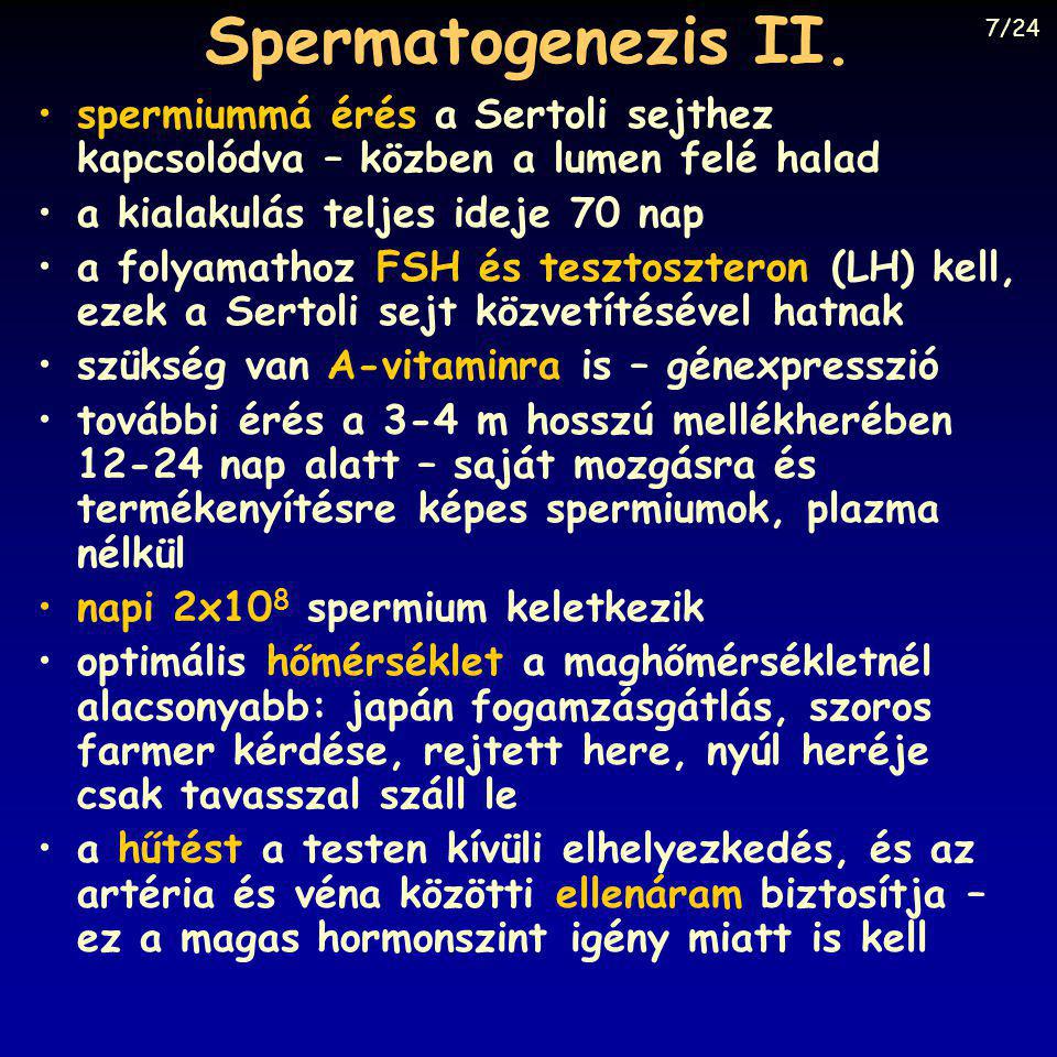 Spermatogenezis II. 7/24. spermiummá érés a Sertoli sejthez kapcsolódva – közben a lumen felé halad.