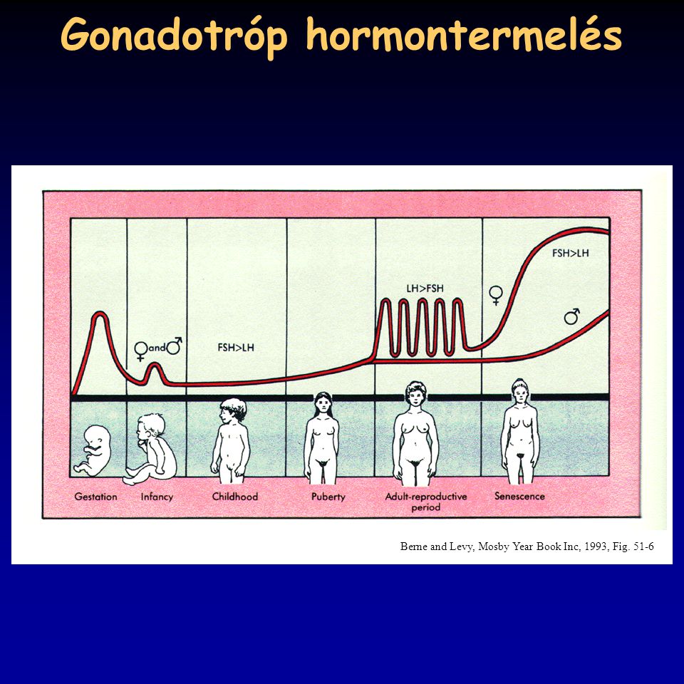 Gonadotróp hormontermelés