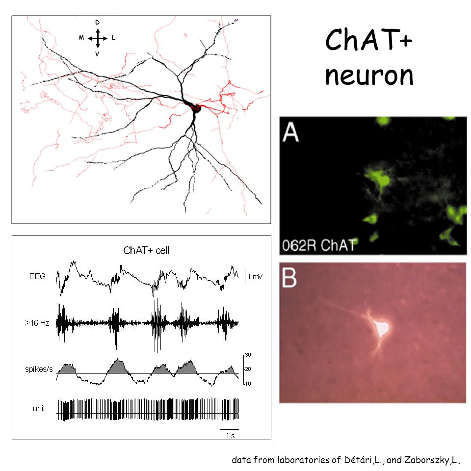 ChAT+ neuron data from laboratories of Détári,L., and Zaborszky,L. D L