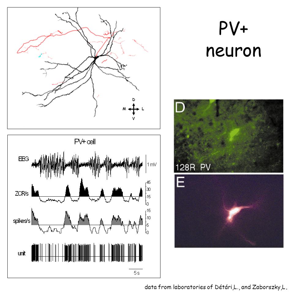 PV+ neuron data from laboratories of Détári,L., and Zaborszky,L. D L V