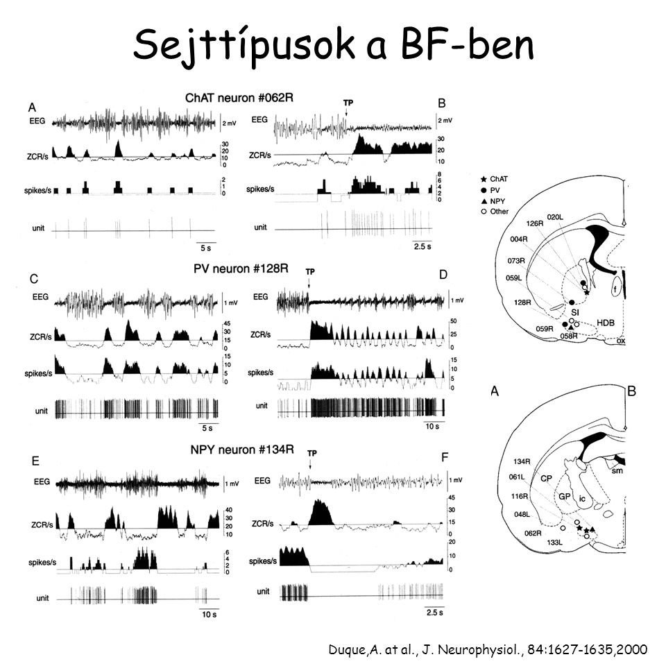 Sejttípusok a BF-ben Duque,A. at al., J. Neurophysiol., 84: ,2000