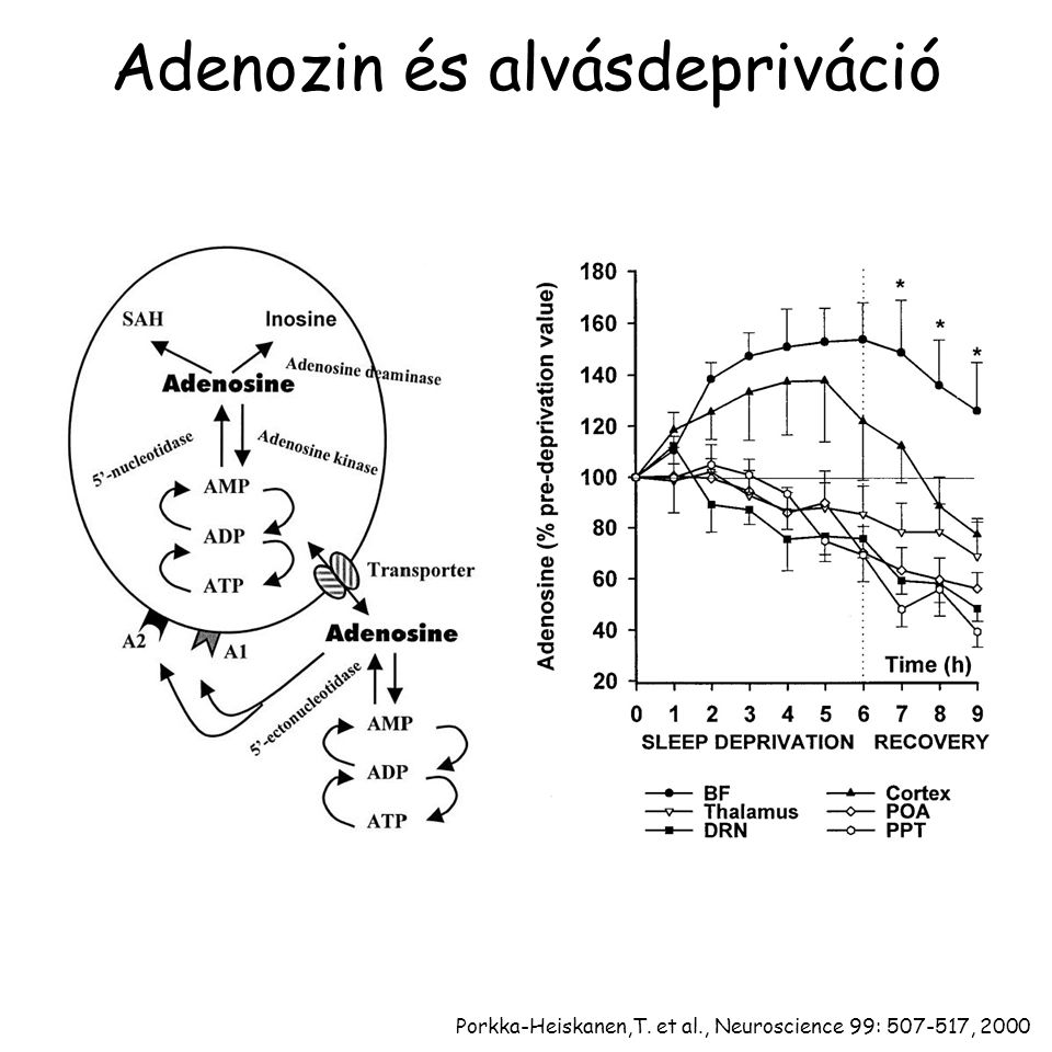Adenozin és alvásdepriváció
