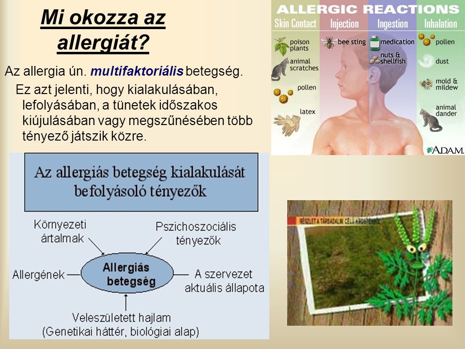 Mi okozza az allergiát Az allergia ún. multifaktoriális betegség.