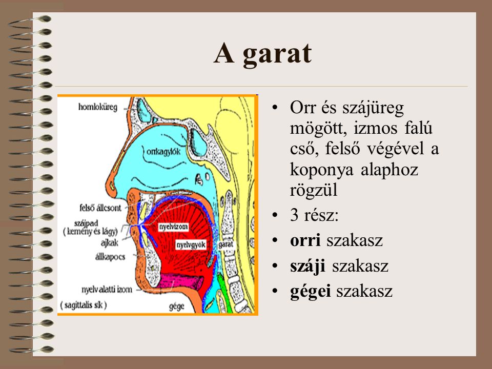 A garat Orr és szájüreg mögött, izmos falú cső, felső végével a koponya alaphoz rögzül. 3 rész: orri szakasz.